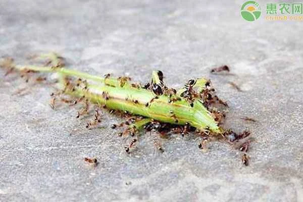 How do I get rid of the ants in my vegetable garden?