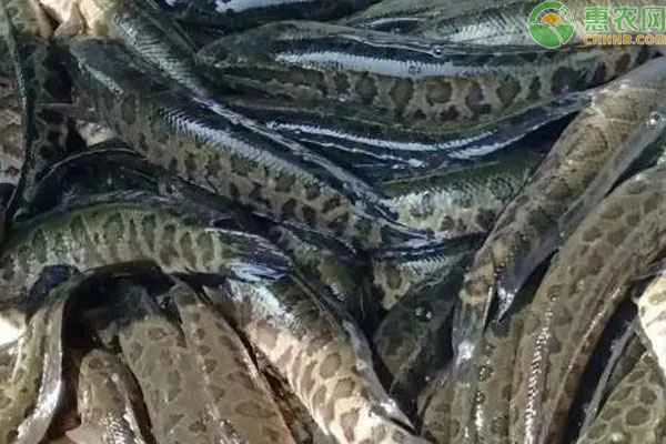 How can I keep snakehead fish alive?