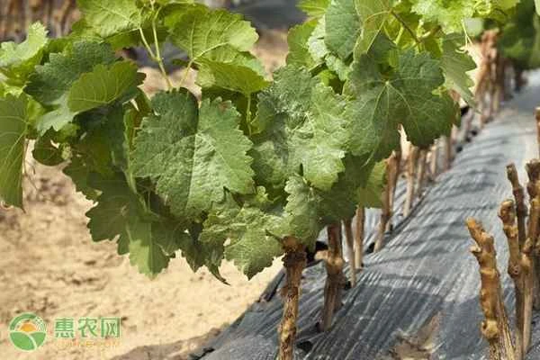 How to plant grapevines to ensure a high survival rate?