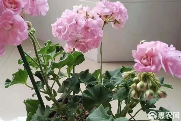 Should geraniums be placed in deep or shallow pots?