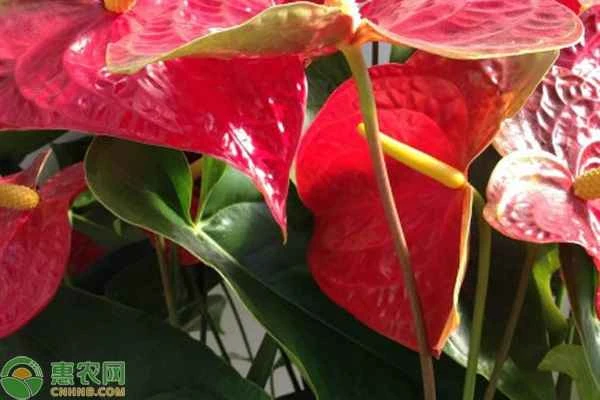 How to remedy yellowing leaves on anthuriums?