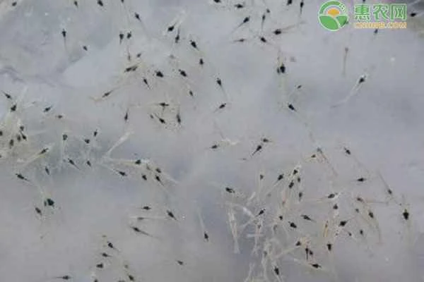 How much feed should be given to 100,000 shrimp larvae per day?