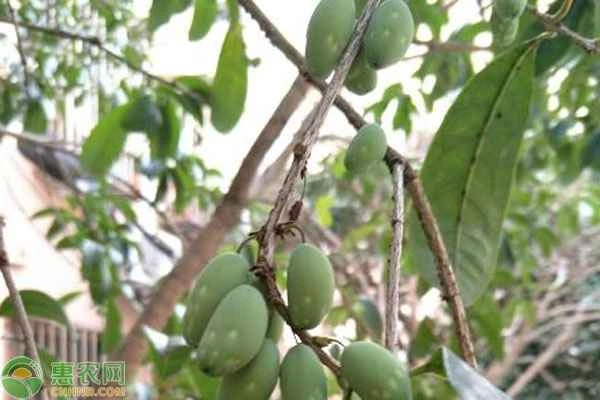 What causes osmanthus trees to bear fruit?