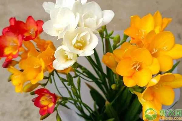 Can freesias be grown without digging up the bulbs?