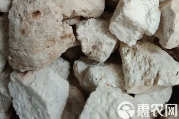 Artificial Poria cocos cultivation technology