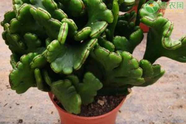 How to care for potted plants?