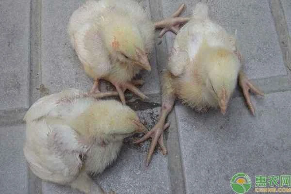 What should I do if my chicks won't eat and can't stand up?