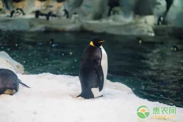 What do penguins eat?