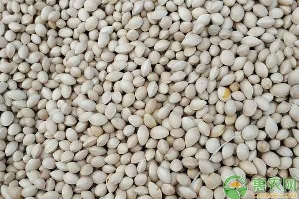 Long-term storage methods for ginkgo nuts