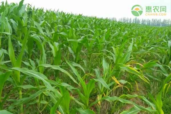 How many days is the growing period for corn?