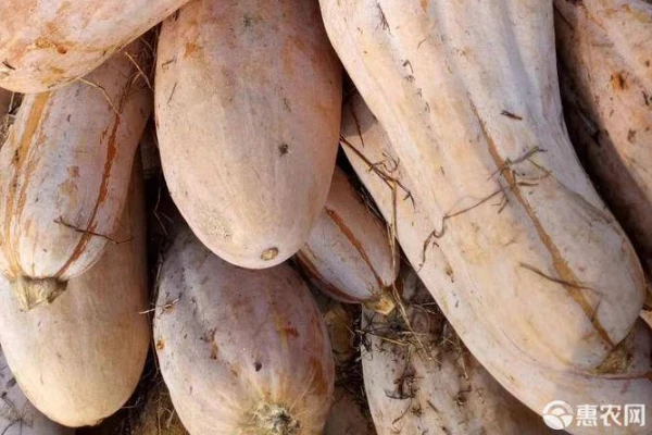 Pumpkin surface characteristics