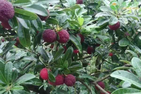 How to grow bayberries?