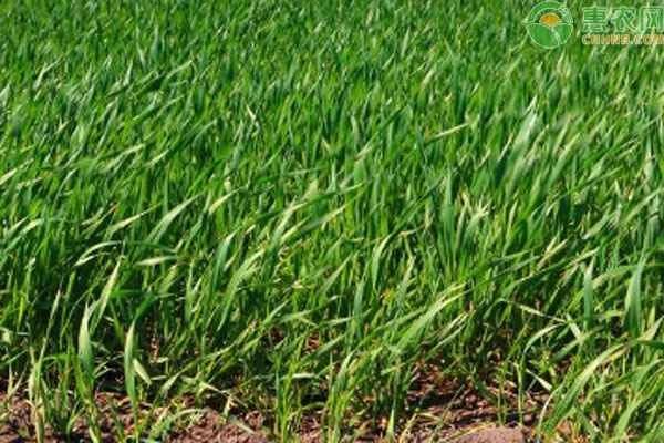 When is spring wheat sown? When is it harvested?