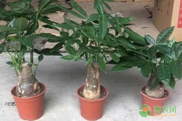 How to care for a money tree in winter