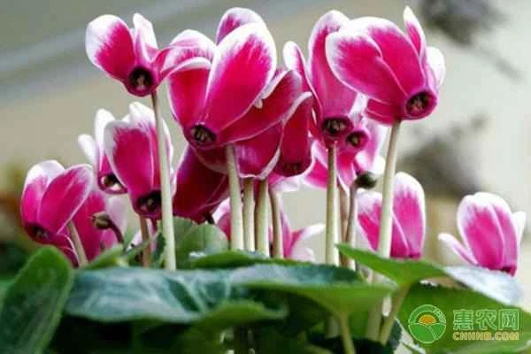 What are the planting time and methods for cyclamen?