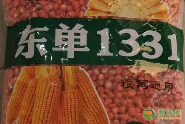 Introduction to 1331 maize variety