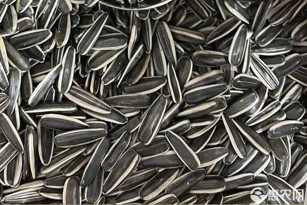 When is the best time to plant sunflower seeds?