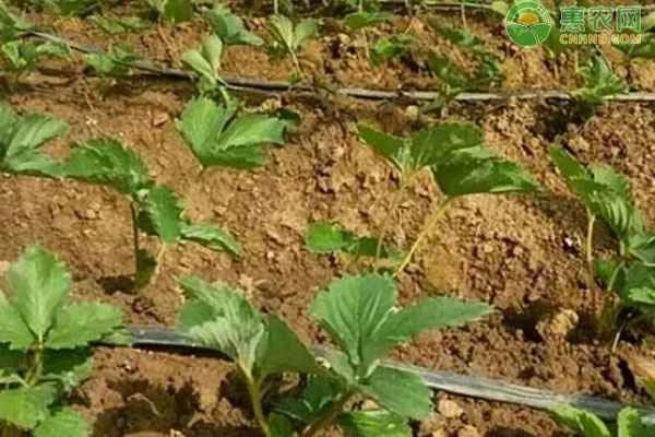 How to fertilize strawberry plants?