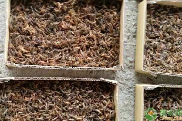 How are shrimp larvae reproduced?