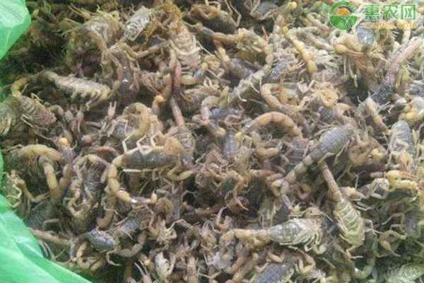 How to raise scorpions?