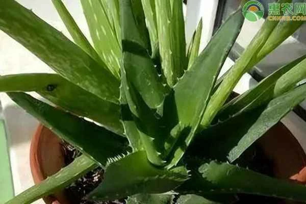 Does aloe vera need to be watered every day?