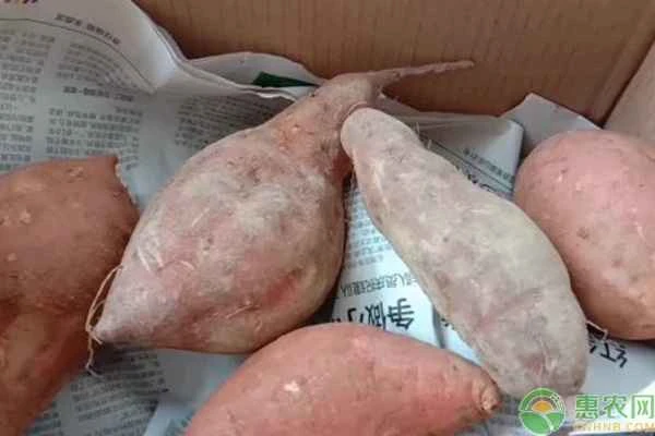 What are some methods for storing sweet potatoes at home?