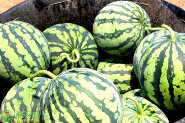 Is Kirin melon a genetically modified fruit?