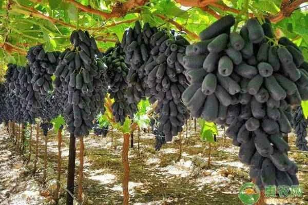 Where are Sapphire grape seedlings suitable for planting?