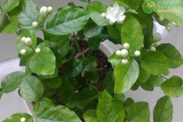 What fertilizer is best for jasmine?