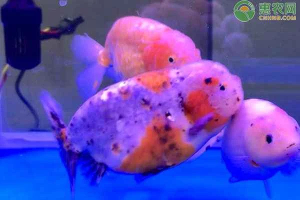 How often should you change the water when keeping goldfish?