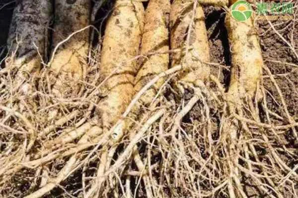 Does artificially cultivated ginseng have nutritional value?