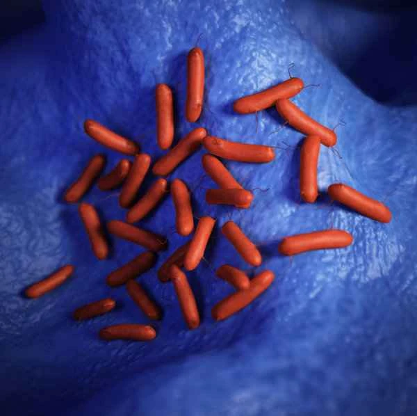 Scrotal folliculitis is most afraid of three things