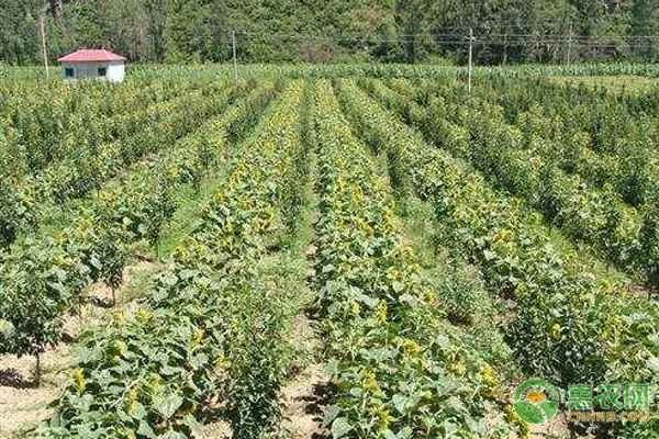 What does intercropping mean?