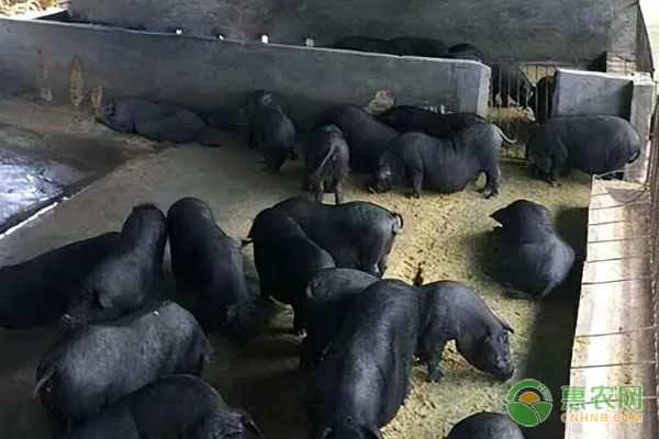 What disease causes pigs to be unable to stand? What medication should be used?