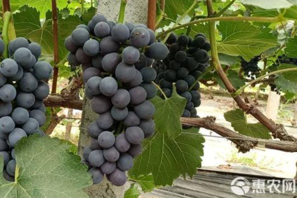 What kind of fertilizer is best for grapevines?