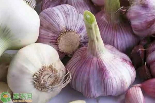 How to make garlic bulbs bigger?