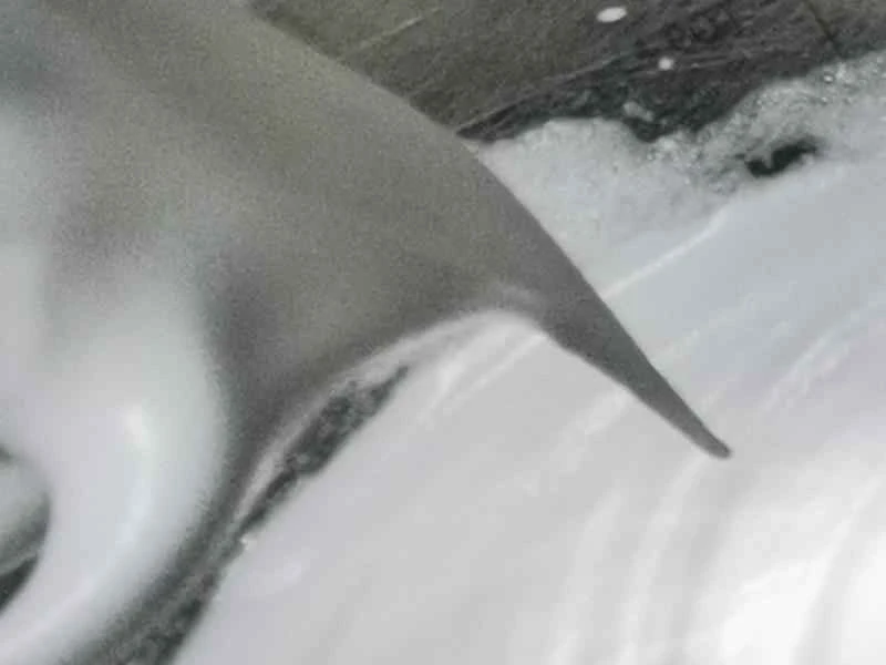 How to make pure milk hand-torn toast: Step 1