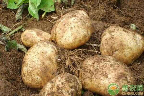 When is the best time to plant potatoes?