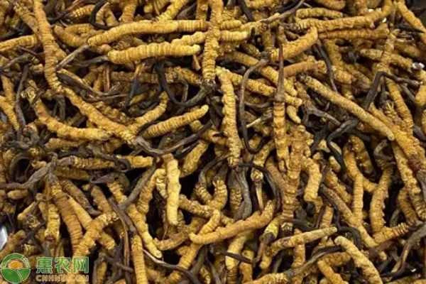 Artificial cultivation of Cordyceps sinensis