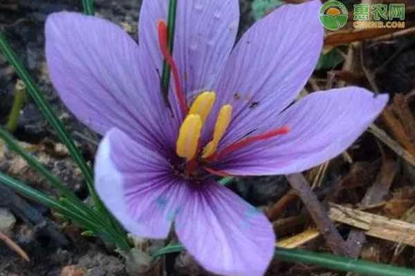 How long does it take for saffron bulbs to germinate?