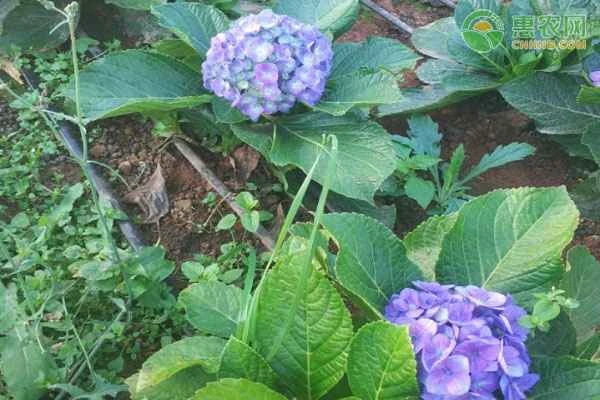 How should hydrangeas be watered for best results?