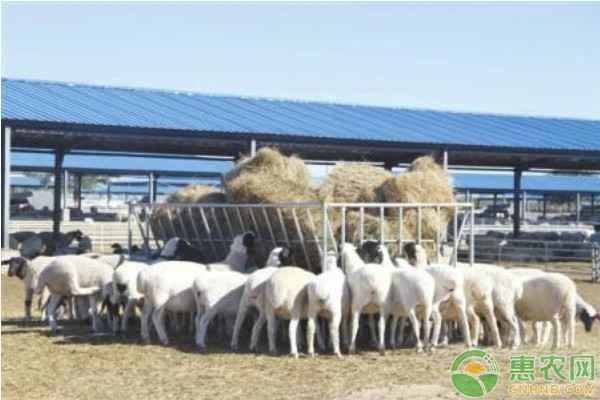 What is the estrous cycle of a sheep?