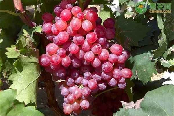 Introduction to Red Globe Grape Varieties