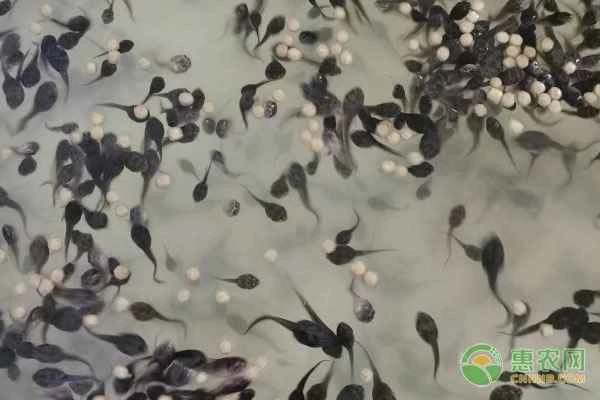 What do tadpoles eat?