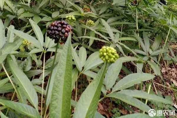 Is Tianqi the same as Sanqi?