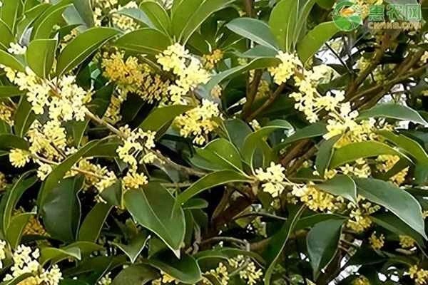 Can osmanthus trees be planted outdoors in northern regions?