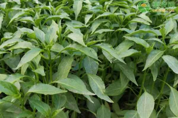 What month is the best to plant chili seedlings?