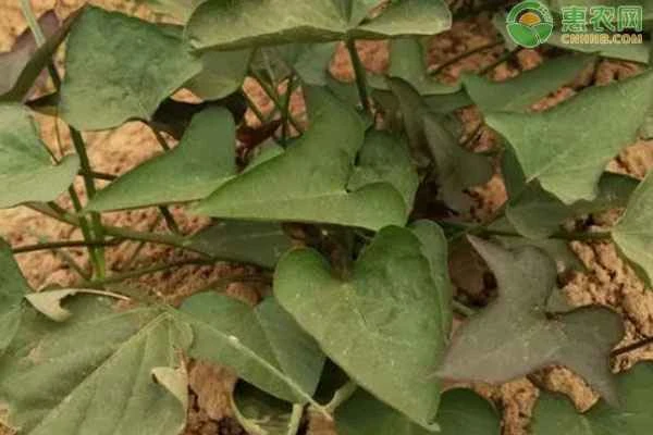 How can you grow sweet potatoes to achieve a high yield?