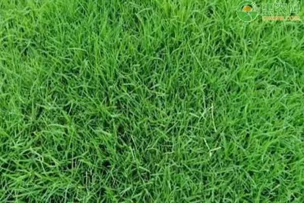 How to plant a lawn?