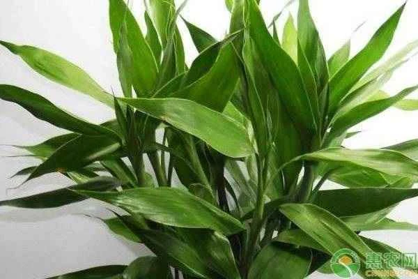 How to care for lucky bamboo to help it survive the winter?